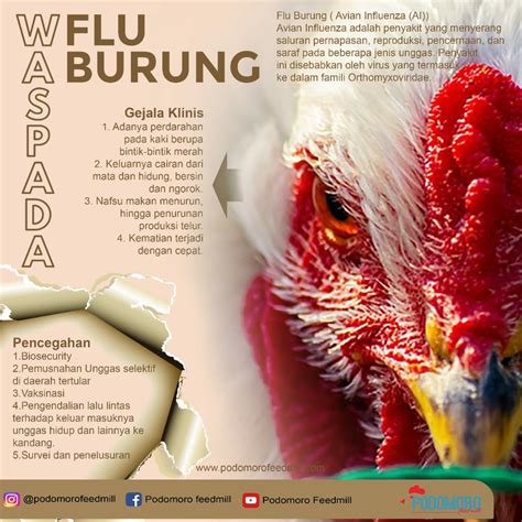 Virus Flu Burung Gejala dan Penyebabnya, Podomoro Poultry Equipment