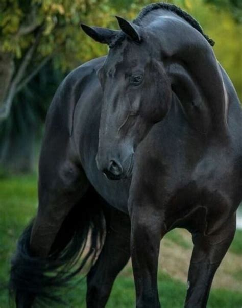 Spanish horse | Pretty horses, Horse breeds, Horse love