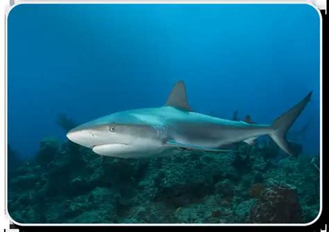 Caribbean Reef Shark Facts: Habitat, Social Behavior, Offspring & Feeding