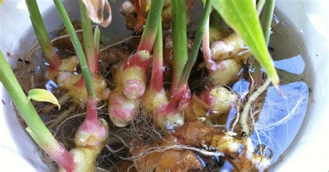 How to Grow an Endless Supply of Ginger Indoors - Healthy Holistic Living