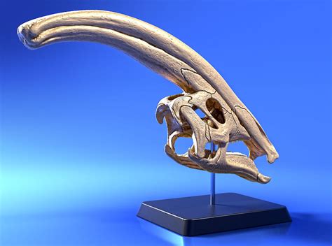 Parasaurolophus skull - for 3d print