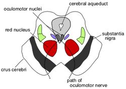 Superior colliculus | Psychology Wiki | FANDOM powered by Wikia