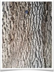 Bur Oak – Identify by Bark | Boulder Tree Care - Pruning & Tree Removal ...