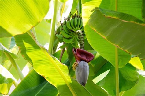 High Yield Hybrid Banana Varieties in India: State Wise Guide