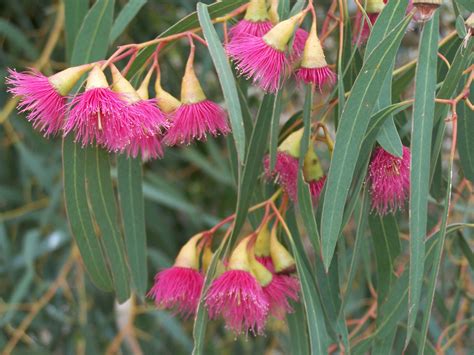 Pink Flowering Gum | ubicaciondepersonas.cdmx.gob.mx