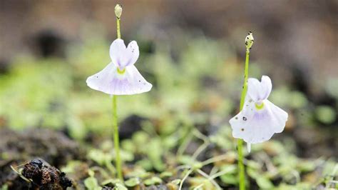 Carnivorous Plants Bladderwort