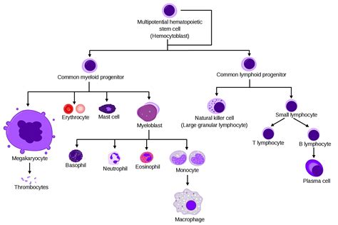 Hematopoiesis simple.svg