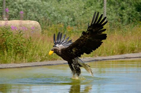 25 Most Beautiful Birds of Prey in the World (With Pictures) - Optics Mag