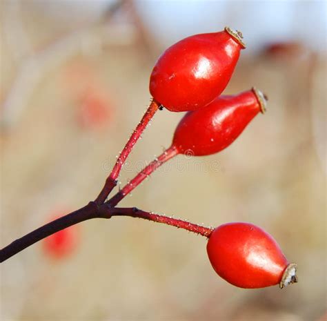 Dog Rose Fruit (Rosa Canina) Stock Photo - Image of nature, marmalade: 7297958