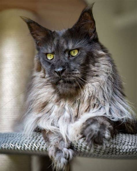 17 Beautiful Gray Smoke Maine Coon Cats (Instagram Famous) - MaineCoon.org