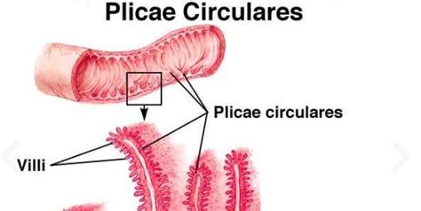 Goblet cells are abundant in | Biology Questions