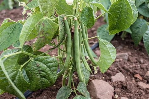 How to Grow Bush Beans | Gardener’s Path