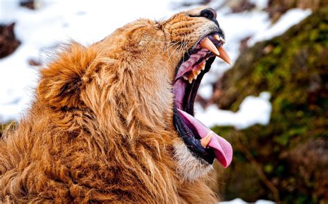 lion, Yawning, Animals Wallpapers HD / Desktop and Mobile Backgrounds