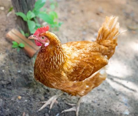 35 Different Types of Chicken Breeds - Animals HQ