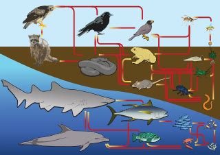 Wolf Food Chain | Overview, Diet & Predators - Lesson | Study.com