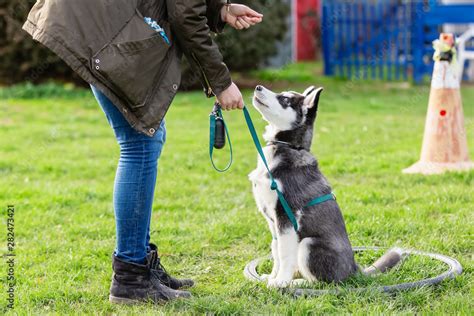 Learn How to Train a Dog | Dog Training Guides | Forever Husky