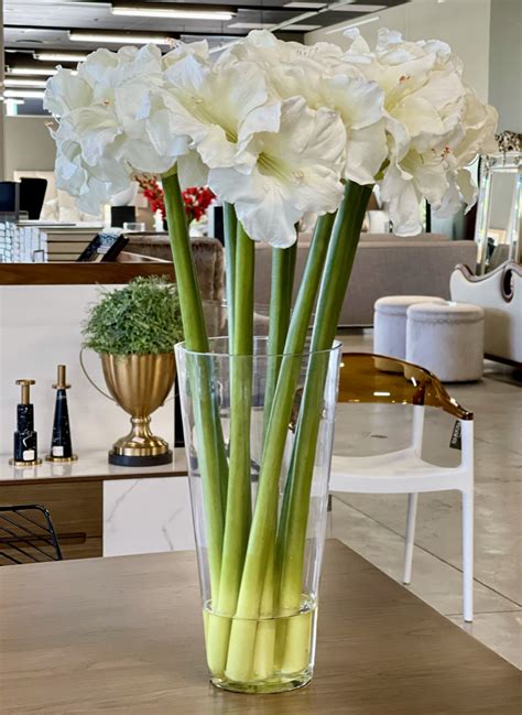 White Amaryllis Arrangement - Da Rocha