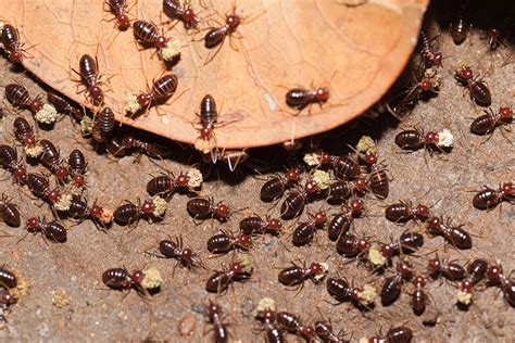 Watch for Signs of Termite Damage and Infestation