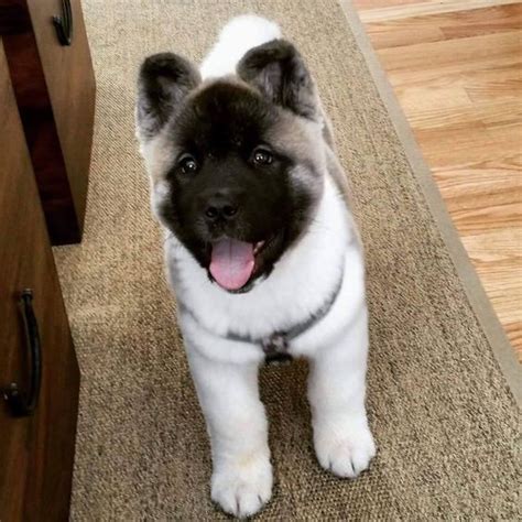 American Akita Puppies, Akita Dogs, Akita Inu, Boy Akita S, Akita Puppy ...