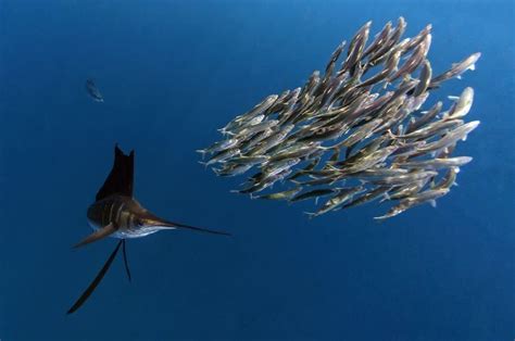 Sailfish - Alchetron, The Free Social Encyclopedia