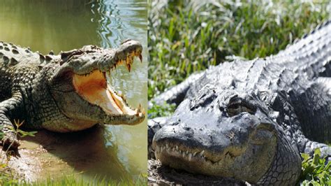 10 Differences Between Crocodiles And Alligators | Habitat To Teeth And ...