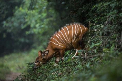 African Congo Rainforest Animals | RAINFOREST ANIMAL