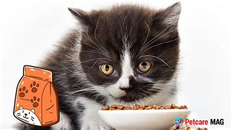 Best Dry Cat Foods 2023: Top 9 Picks for Good Health - Petcare Mag