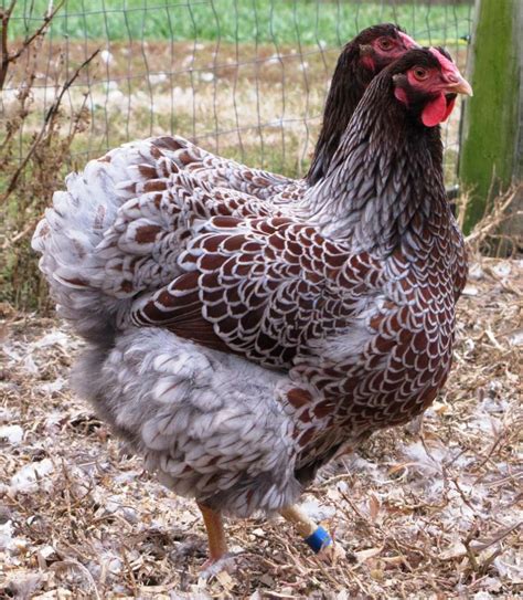 Pin by Mick Wynn on Chickens and Coops | Chickens backyard, Beautiful ...