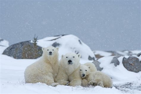 Polar Bear Family Wallpaper Wall Mural