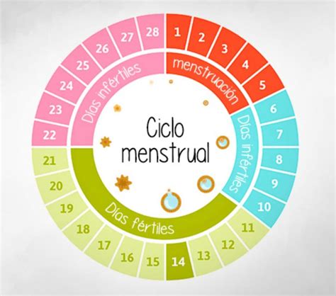 Ciclo Menstrual Conheça As Fases E Saiba Como Calcular - Mobile Legends