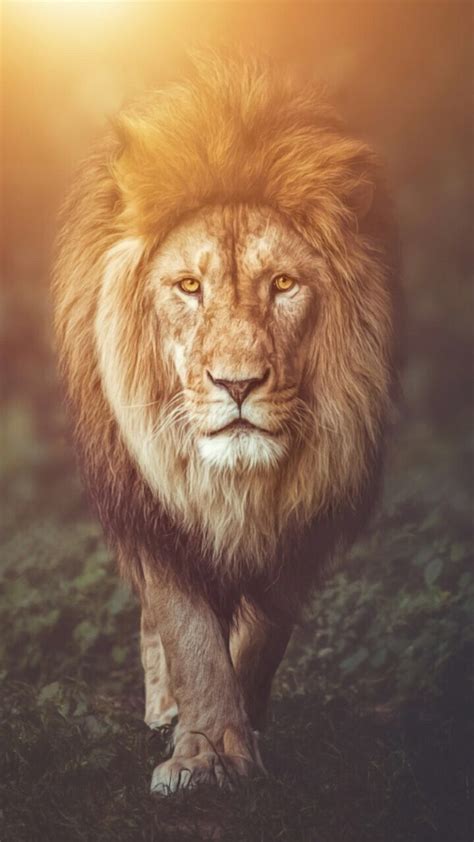 Lion Phone Wallpapers - Wallpaper Cave