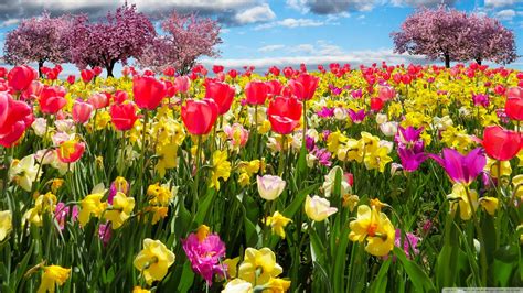 Spring Trees and Flowers Ultra HD Desktop Background Wallpaper for 4K UHD TV : Widescreen ...