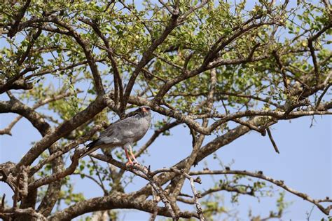 African Goshawk Kenya Stock Photos - Free & Royalty-Free Stock Photos ...