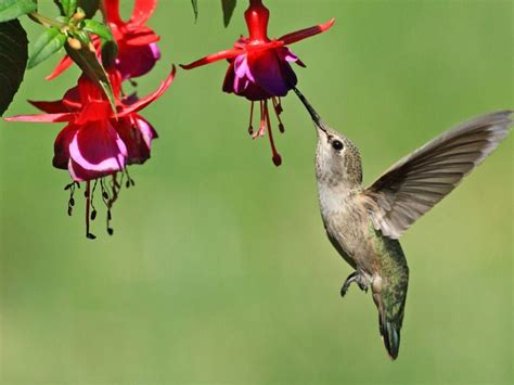 Hummingbird Shade Garden: What Shade Plants That Attract Hummingbirds ...