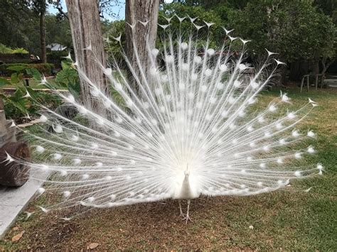 TYWKIWDBI ("Tai-Wiki-Widbee"): Leucistic peacock