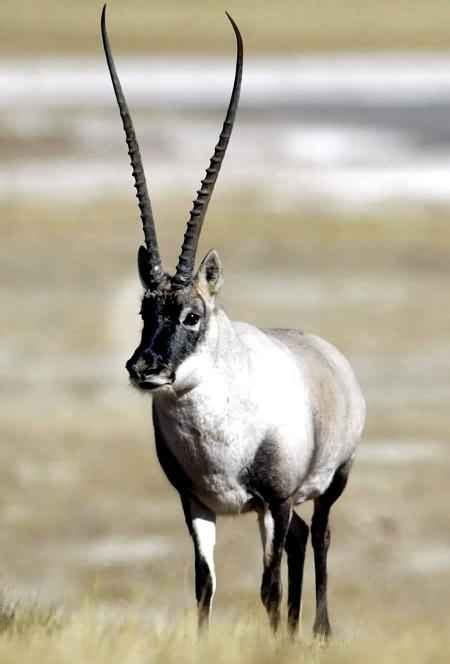 Tibetan Antelope | Creatures of the World Wikia | Fandom