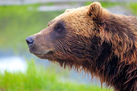 Summer COME AT ME!! - taken at the Alaska wildlife conservation centre ...