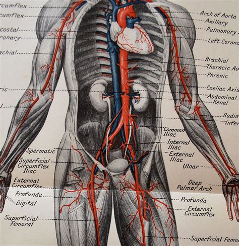 Anatomy Illustration Of Human Body : Roka Getdrawings Torso Anatomical ...