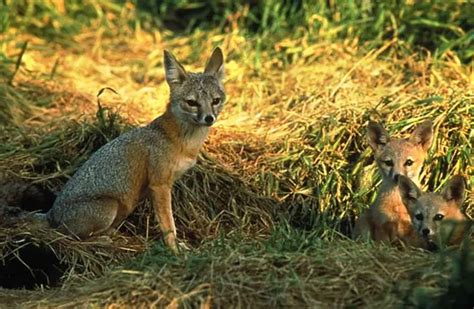 Kit Fox - Description, Habitat, Image, Diet, and Interesting Facts