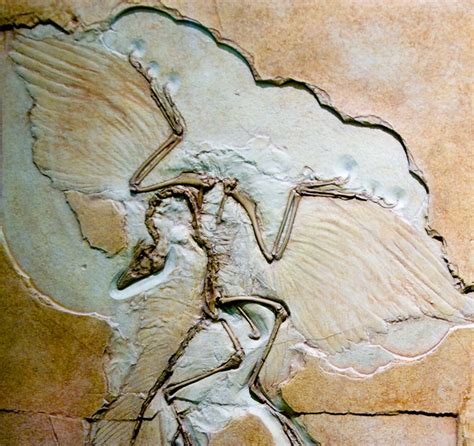 CB301 Archaeopteryx | Fossil gallery at the American Museum … | Flickr