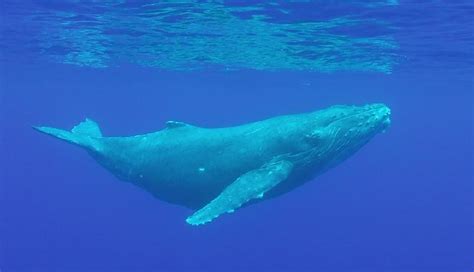 Blue Whale - The Giants Of The Ocean