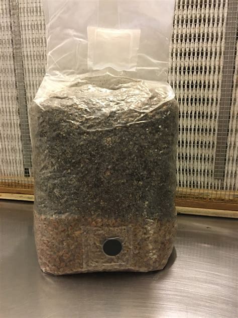 All in One 5 Pound Spawn Bag, Rye & Compost Mushroom Grow Kit – MycoHaus