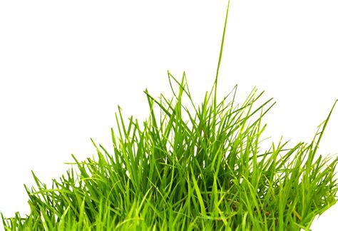 Grass PNG Image - PurePNG | Free transparent CC0 PNG Image Library
