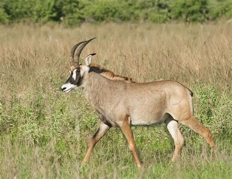 roan antelope | Africa animals, Wildlife animals, Animals wild