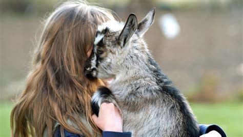 15 Best Small Goat Breeds for Pets