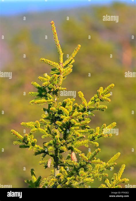 A top of evergreen tree with some cones hanging. Blurred green ...