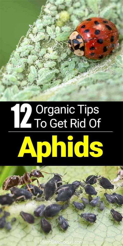 How To Get Rid Of Aphids: 12 Organic Tips And More