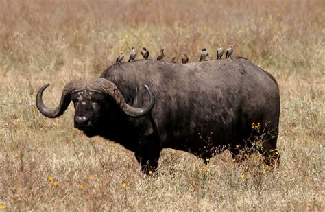 File:African buffalo Syncerus caffer nu.jpg - Wikimedia Commons