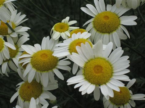 Tanacetum http://www.seededearth.blogspot.com | Plants, Flowers