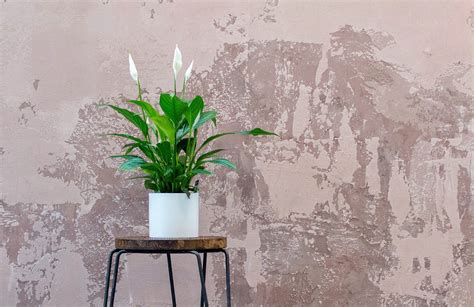 8 Amazing Houseplants To Plant With Pothos - The Healthy Houseplant